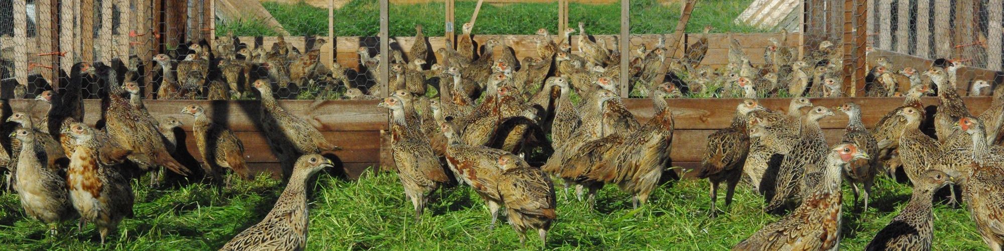 Heart of England Farms - Breeders of quality game stock